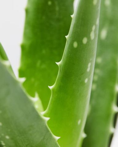 Aloe Vera Plant