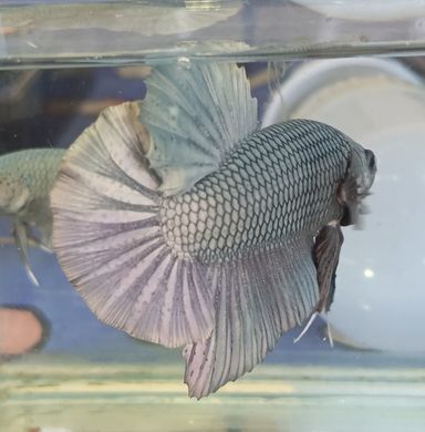 GIANT BETTA SOLID COPPER