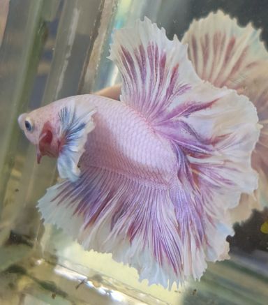 HALFMOON BETTA DUMBO EAR Feathertail Purple color