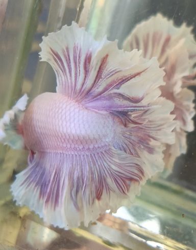 HALFMOON BETTA DUMBO EAR Feathertail Purple color