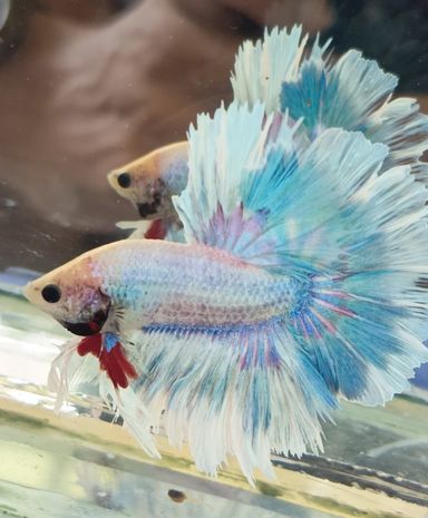 HALFMOON BETTA FEATHERTAIL UNICORN COLOR