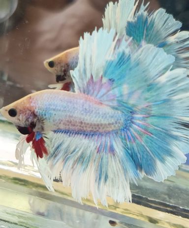 HALFMOON BETTA FEATHERTAIL UNICORN COLOR