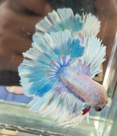 HALFMOON BETTA FEATHERTAIL UNICORN COLOR