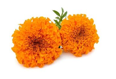 Orange Marigold