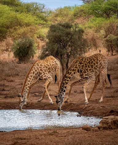 LAKE NAKURU NATIONAL PARK DAY TRIP 