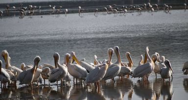 LAKE NAKURU NATIONAL PARK DAY TRIP 