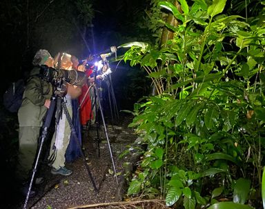 Night Guided Walk / 2hrs Tour / 1km Trail Distance / Flashlights Included 