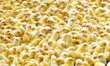 Day Old Chicks (price per 10 000 chicks)