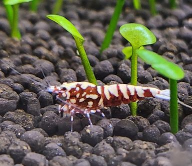 Red Galaxy Pinto Shrimp