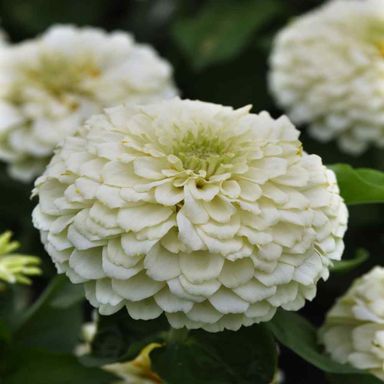 Zinnia White