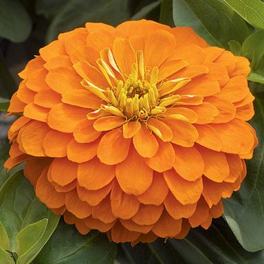 Zinnia Orange