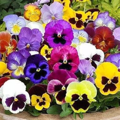 Pansy Mix