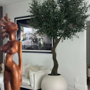 7ft tall Olive tree in matte being on a 30inch globe planter