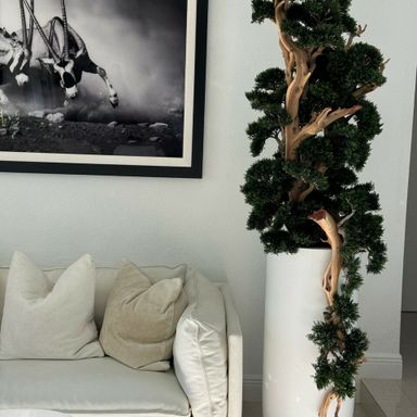 7foot tall Bonsai in matte white St Tropez planter 