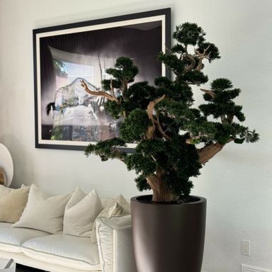 Oversized bonsai in matte brown Brannan planter 