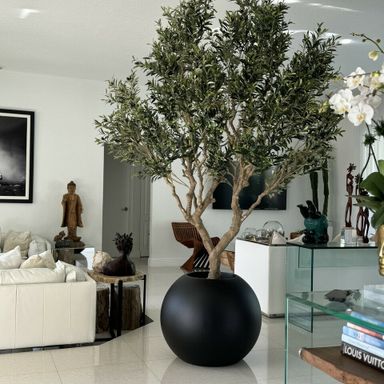 Olive tree in matte black globe planter