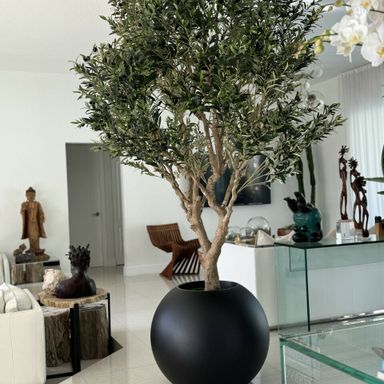 Olive tree in matte black globe planter