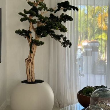 Trailing Bonsai in a 30inch satin beige globe