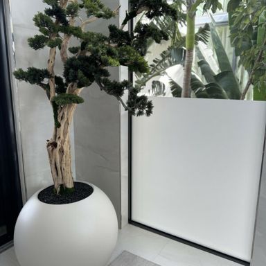 Trailing Bonsai in a 30inch satin beige globe