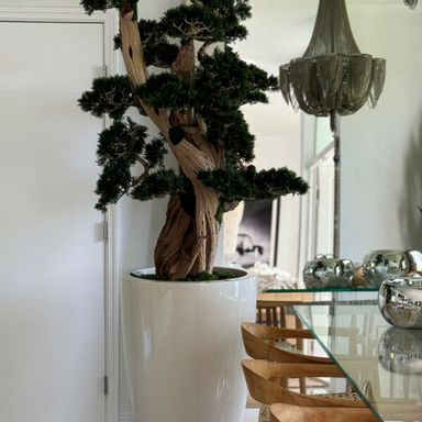 Oversized bonsai in a Brannan planter 