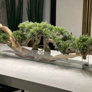 4ft long trailing cedar bonsai on 36inch glass plate planter