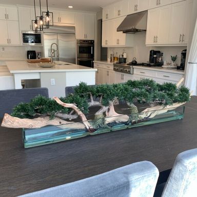 4ft long trailing cedar bonsai on 36inch glass plate planter