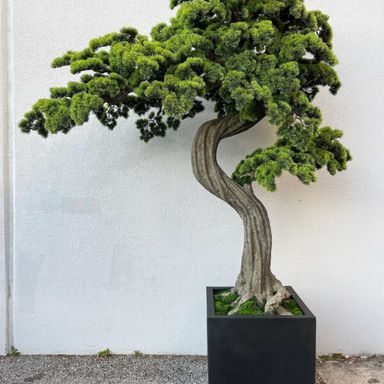 Oversized bonsai in block M planter