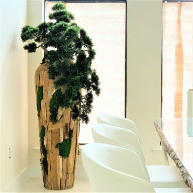 Extra large trailing Bonsai in a one of a kind teak planter