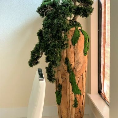 Extra large trailing Bonsai in a one of a kind teak planter