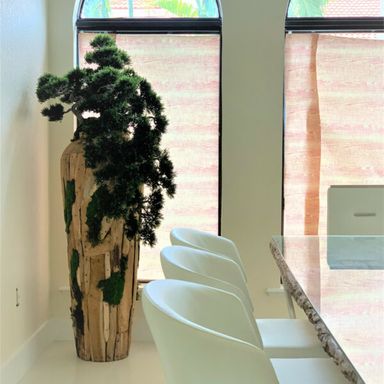 Extra large trailing Bonsai in a one of a kind teak planter