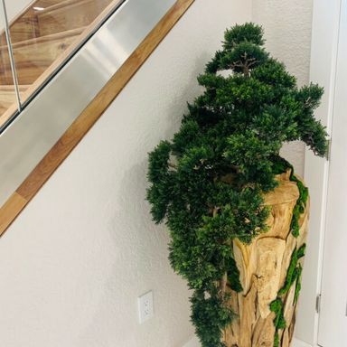 Extra large trailing Bonsai in a one of a kind teak planter