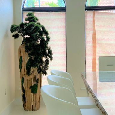 Extra large trailing Bonsai in a one of a kind teak planter