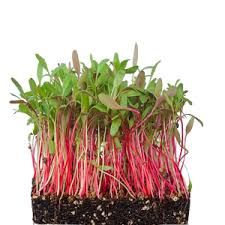 Swiss Chard