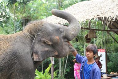 Half-day Bangkok Elephant Park 🐘 [adult]