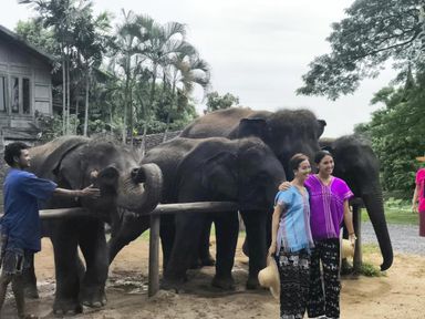 Half-day Bangkok Elephant Park 🐘 [adult]