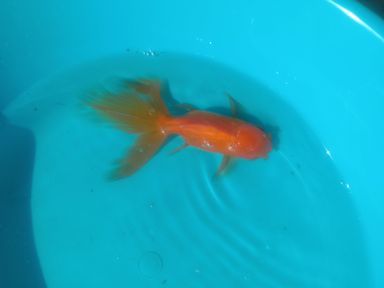 Orenda Gold Fish 