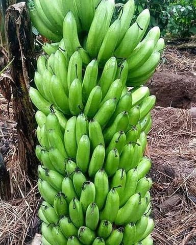 Banana Bukoba