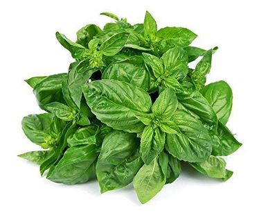 Basil Leaves 🍃 