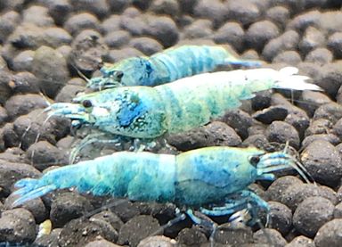 Blue Bolt Shrimp