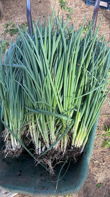 100g Spring onion