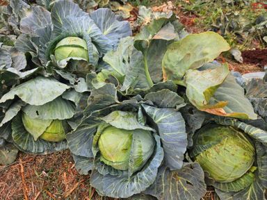 medium green cabbage