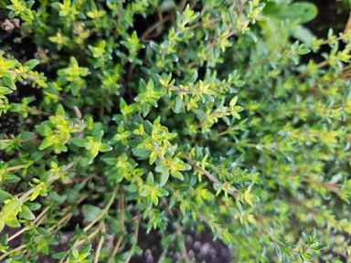 Thyme Herb pot