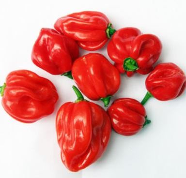 Ata Rodo (Scotch Bonnet)