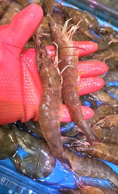 游水基圍蝦🦐（半斤)（約10-12隻）