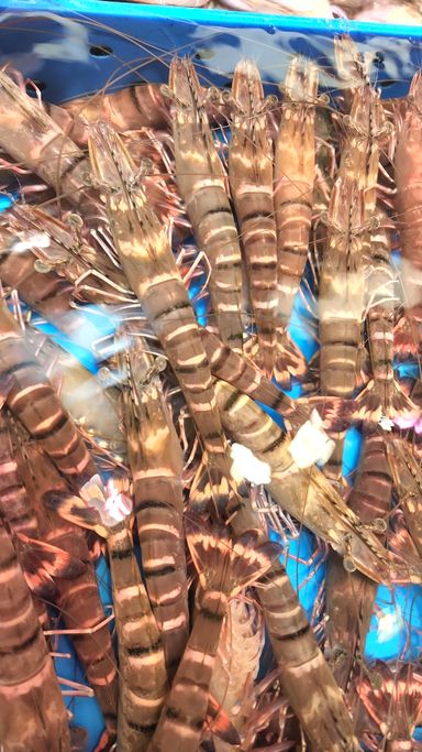 游水九節蝦🦐(7隻⚠️)（約8~9兩）