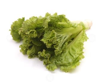 Green Lettuce 