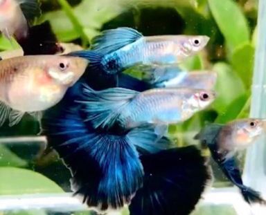 Blue Diamond Guppies