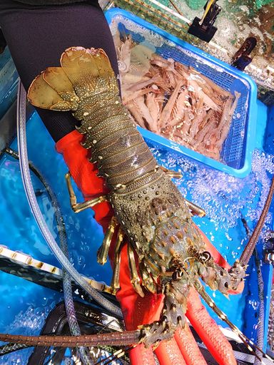 本地青龍🦞（約11~12兩）（隻）