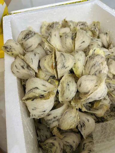 越南原料 1KG