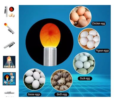 Eggs Incubator / Hatcher